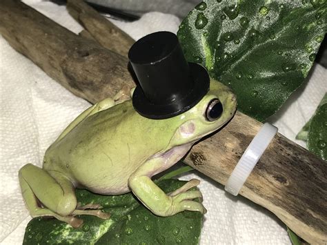 Cute Frog In A Top Hat Raww