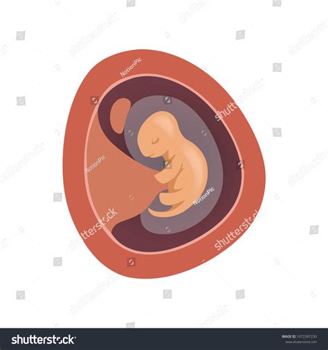 Human Fetus Inside Womb 1 Month Image Vectorielle De Stock Libre De
