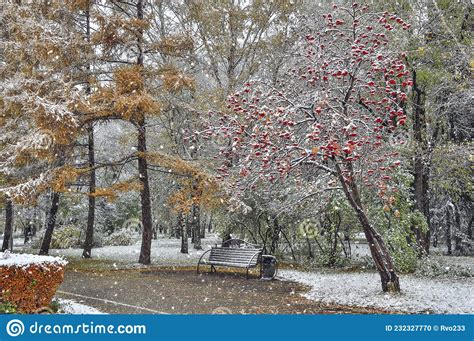 First Snowfall In City Park Late Autumn Or Early Winter Landscape