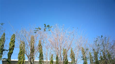 Free Images Tree Horizon Branch Sky Field Meadow Prairie