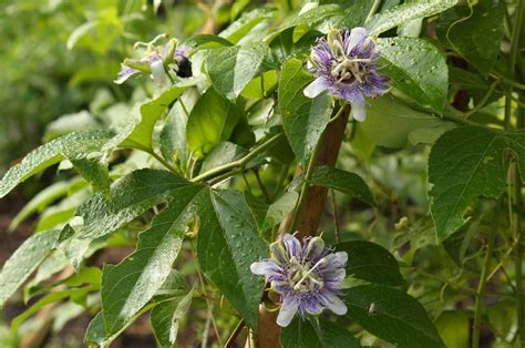 Passionflower From Seed To Fruit And Back Again Garden Vines Backyard