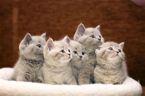 Group Of Cute Gray British Kittens Photograph By Kichigin