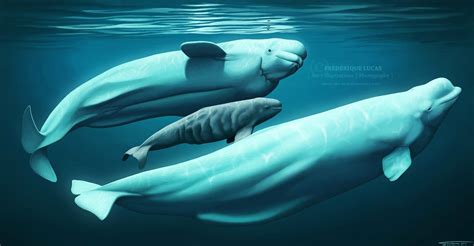 Art Illustration Oceans And Seas Beluga Whale Delphinapterus Leucas
