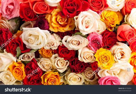 Background Colorful Roses Stock Photo 65750950 Shutterstock