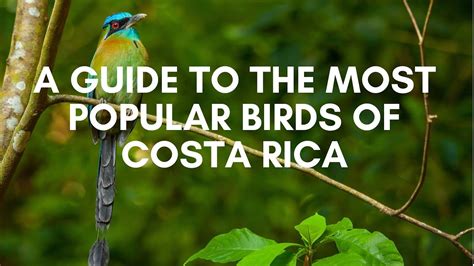 A Guide To The Most Popular Birds Of Costa Rica Youtube