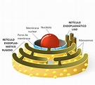 Retículo Endoplasmático: liso e rugoso e suas funções - Toda Matéria