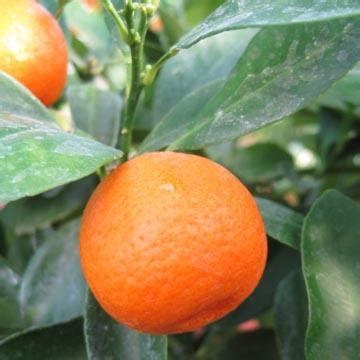 Learn more about citrus mitis. Calamondin - Citrus mitis ou madurensis - Agrume