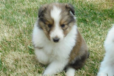 Heartland Shelties Puppies For Sale