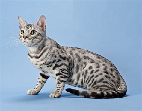 Bengal Cat Or Kitten Discover Their Personality Holidogtimes