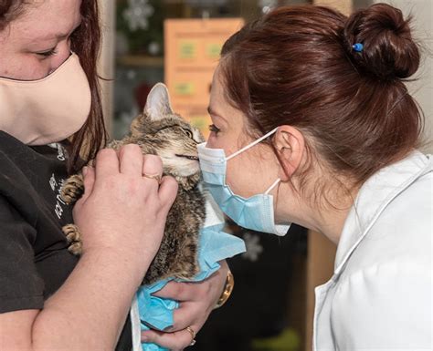 Internship Program Chesapeake Veterinary Surgical Specialists