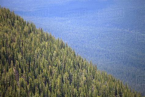 Coniferous Trees On Sulphur Mountain Banff Alberta Canada Stock