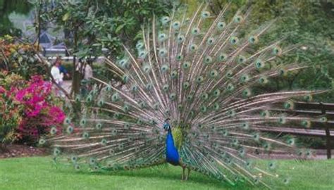 What do peacocks eat ? What Is a Peacock's Diet? | Animals - mom.me