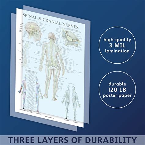 Pack Spinal Nerves Nervous System Anatomy Posters Set Of
