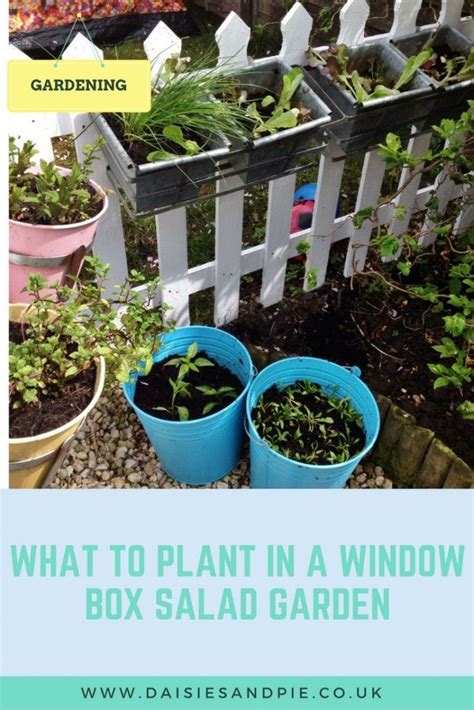 Container Salad Garden Daisies And Pie Window Box Garden Plants