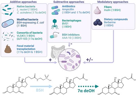 Different Microbiota Based Approaches To Modulate The Bile Acid Pool