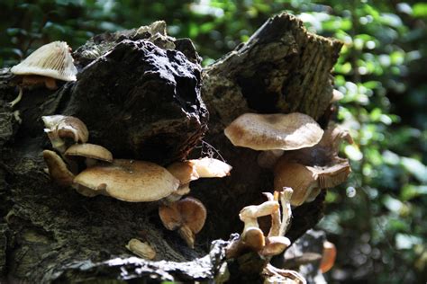 Mushrooms In Michigan Hubpages