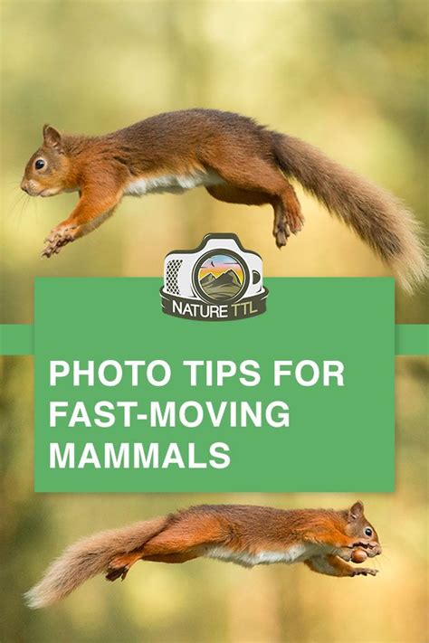 How To Photograph Fast Moving Mammals Outdoor Photography Tips