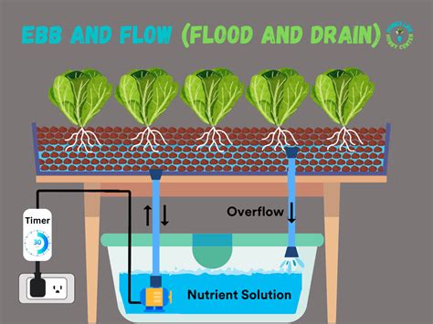 Ebb And Flow Flood And Drain Hydroponics A Complete Guide