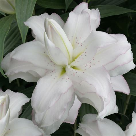Buy Lotus Lily Bulb Lilium Lotus Beauty Delivery By Waitrose Garden