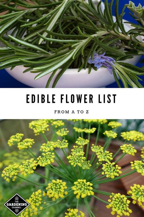 Find pictures of over 1,000 flowers with names on my pinterest board. List of Edible Flowers from A to Z | List of edible ...