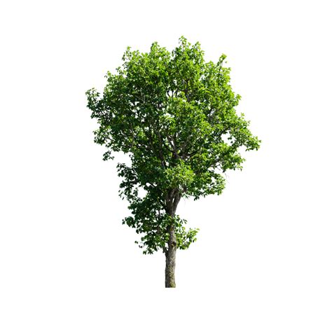 Isolated Tree Png Image Tree Isolated On Transparent Background