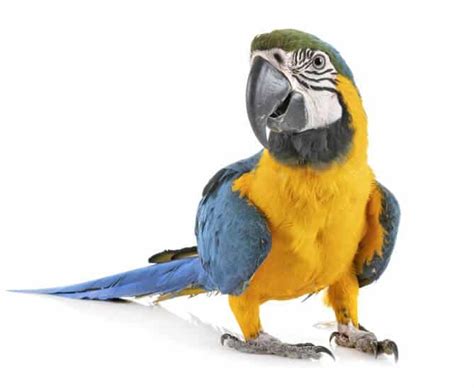 Pros and cons, prices, and some more. Best Pet Birds For Beginners - The Ultimate 2020 Guide