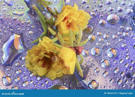 Abstract Beautiful Yellow Flower With Water Drops Stock Image Image