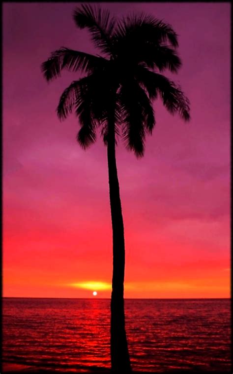 Palm Tree Sunset Wallpapers Top Free Palm Tree Sunset Backgrounds