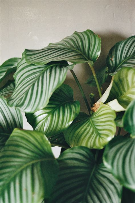 Green Broad Leaf Indoor Potted Plant Photo Free Plant Image On Unsplash