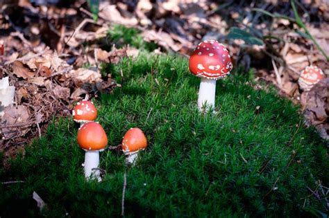 Amanita Muscaria Nice Red Mushrooms Stock Photo Image