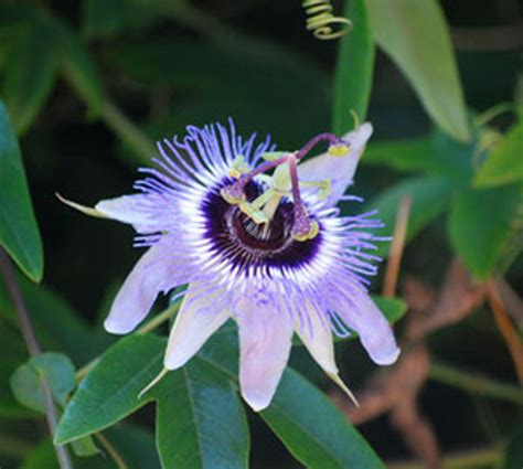 Passiflora Caerulea Blue Passion Flower Seeds