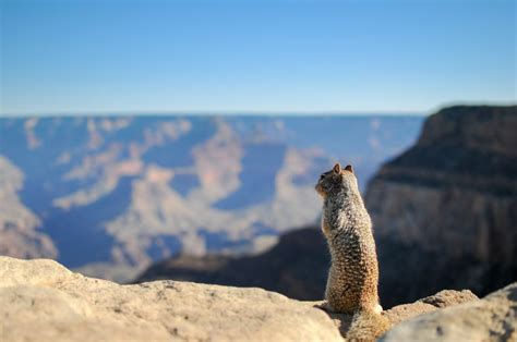 Free Stock Photo Of Squirrel At The Grand Canyon Download Free Images
