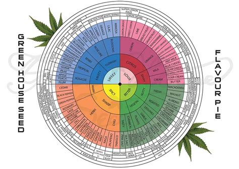 What Are Cannabis Terpenes And What Do They Do