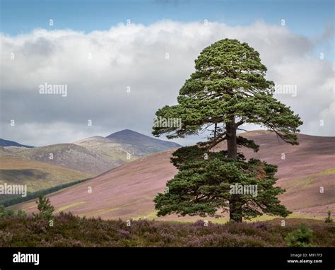 Scots Caledonian Pine Forest Hi Res Stock Photography And Images Alamy