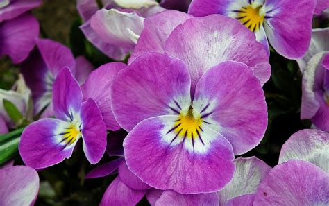 Menakjubkan 11 Gambar Bunga Pansy Ungu Gambar Bunga Indah