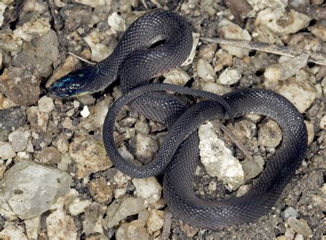 Grey Burrowing Snake Achalinus Spinalis Hunan China Cowyeow Flickr