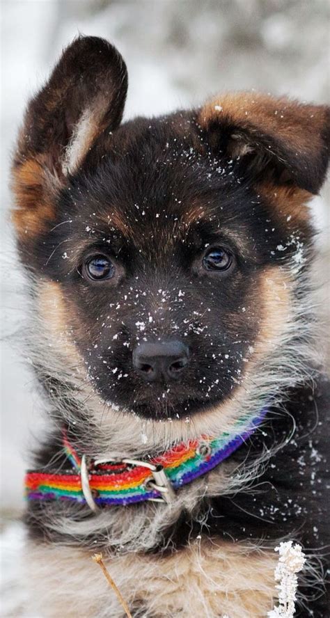 Background Cute German Shepherd Puppies Wallpaper