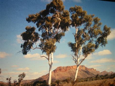 Namajiras Twin Ghost Gums Nt Ghost Gums Made Famous By Nam Flickr