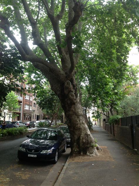 The london plane proved a street tree ideal for this purpose, as it thrives in urban environments where other trees do not, shedding what levy calls london road in st dunstan's boasts a long avenue of mature london planes which were planted in the victorian period. Tusculum Street - Significant Trees