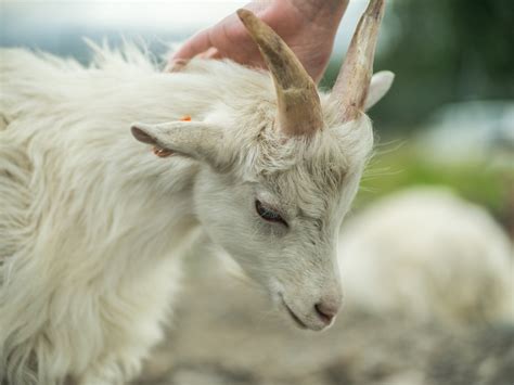 Icelandic Goat A Special Survivor Go For A Visit With Crisscross