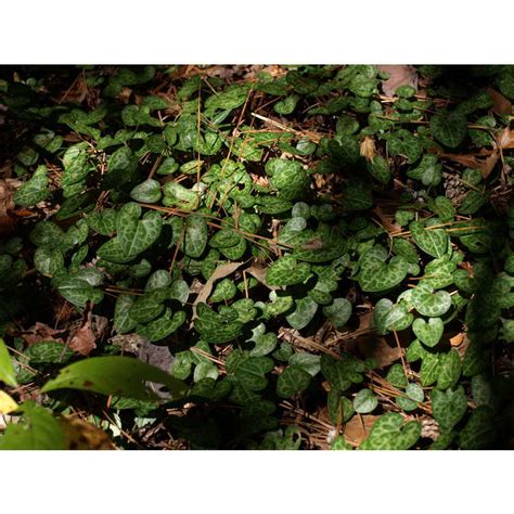 'callaway' is only about 3 inches tall. JC Raulston Arboretum - Photographs of Asarum ...