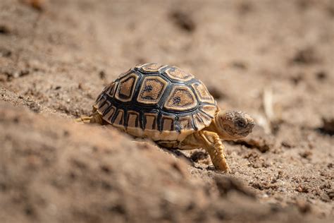 The Life Cycle Of The Leopard Tortoise From Egg To Adult Reptile District