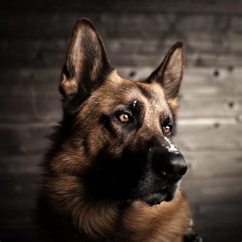 22 Pictures Of German Shepherd Dogs