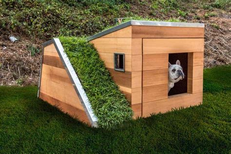 Every Puppys Dream Modern Dog House Features A Functional Green Roof