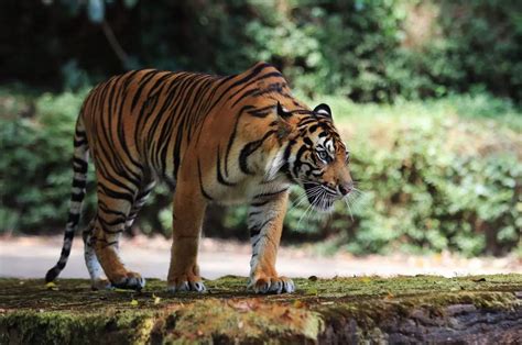 Fun Sumatran Tiger Facts For Kids Kidadl