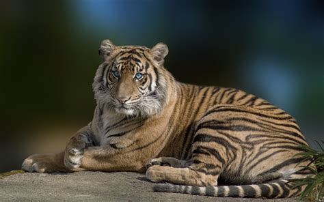Tiger With Blue Eyes Hd Wallpaper Background Image