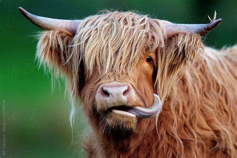 Highland Cow Sticking Out Her Tongue Will Clarkson Highland Cow