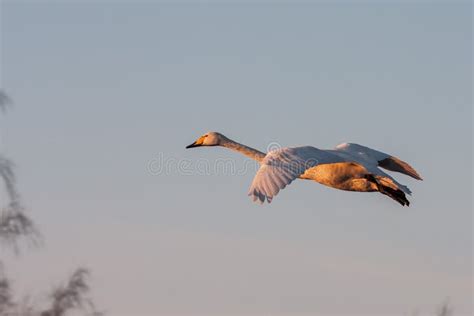 Swan Flies Over The Lake Stock Photo Image Of Flies 166402418