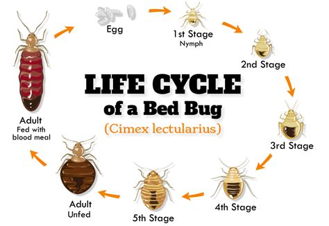How To Get Rid Of Bed Bugs Diy Methods Integrum