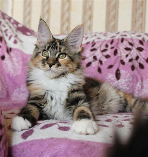 Stunning maine coon kittens for sale they have been microchiped and had a check up which they were all clear.they have very play fully personality and love human attention.mum and dad can be seen and both have been registered wich can be seen when coming for the kitten.the mum also has rus. Maine coon kittens for sale near me - maine coon cats for ...